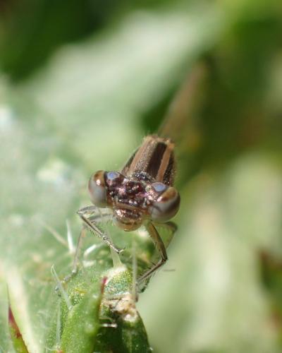 Ischnura elegans